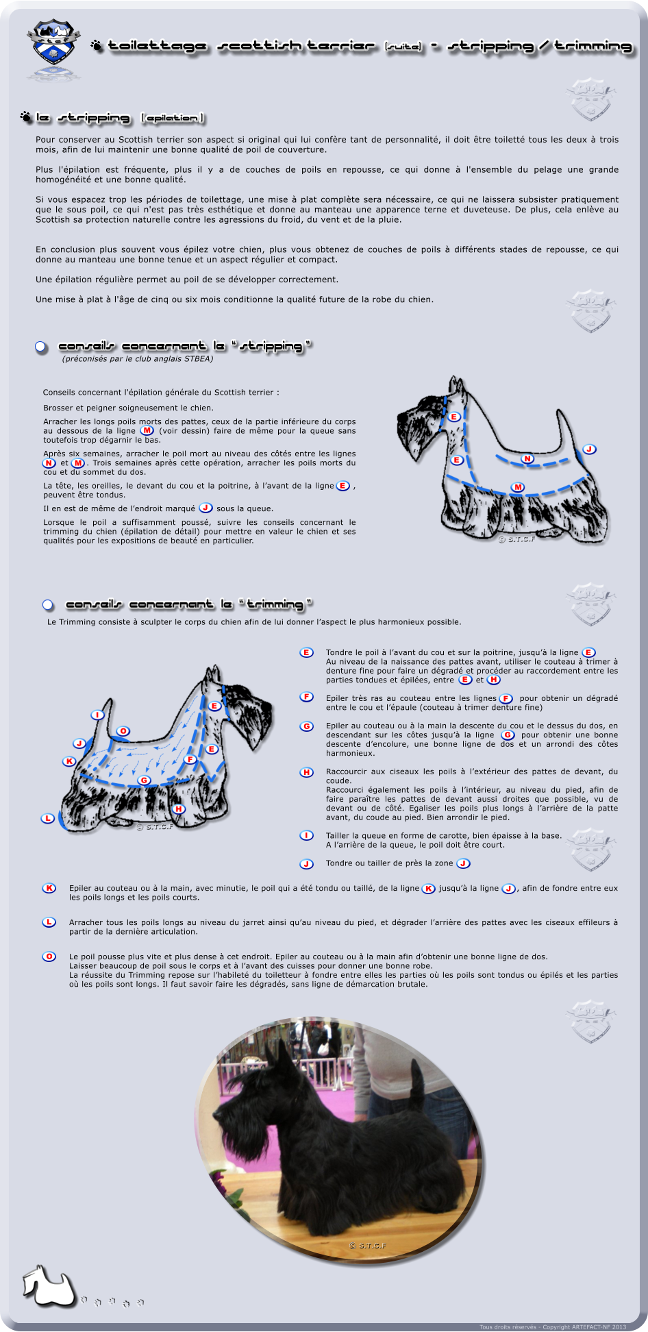 S T C F SCOTTISH TERRIER CLUB  DE  FRANCE     S T C F SCOTTISH TERRIER CLUB  DE  FRANCE Tous droits rservs - Copyright ARTEFACT-NF 2013 le  strIPPING   ( epilation ) Conseils  concernant  LE   stripping  tOILETTAGE  sCOTTISH terrier  (suite)  -  STRIPPING / TRIMMING Pour conserver au Scottish terrier son aspect si original qui lui confre tant de personnalit, il doit tre toilett tous les deux  trois mois, afin de lui maintenir une bonne qualit de poil de couverture.  Plus l'pilation est frquente, plus il y a de couches de poils en repousse, ce qui donne  l'ensemble du pelage une grande homognit et une bonne qualit.   Si vous espacez trop les priodes de toilettage, une mise  plat complte sera ncessaire, ce qui ne laissera subsister pratiquement que le sous poil, ce qui n'est pas trs esthtique et donne au manteau une apparence terne et duveteuse. De plus, cela enlve au Scottish sa protection naturelle contre les agressions du froid, du vent et de la pluie.    En conclusion plus souvent vous pilez votre chien, plus vous obtenez de couches de poils  diffrents stades de repousse, ce qui donne au manteau une bonne tenue et un aspect rgulier et compact.   Une pilation rgulire permet au poil de se dvelopper correctement.   Une mise  plat  l'ge de cinq ou six mois conditionne la qualit future de la robe du chien.         (prconiss par le club anglais STBEA)                 Conseils concernant l'pilation gnrale du Scottish terrier : Brosser et peigner soigneusement le chien. Arracher les longs poils morts des pattes, ceux de la partie infrieure du corps au dessous de la ligne  M  (voir dessin) faire de mme pour la queue sans toutefois trop dgarnir le bas. Aprs six semaines, arracher le poil mort au niveau des cts entre les lignes N  et M  . Trois semaines aprs cette opration, arracher les poils morts du cou et du sommet du dos. La tte, les oreilles, le devant du cou et la poitrine,  lavant de la ligne E   , peuvent tre tondus. Il en est de mme de lendroit marqu   J   sous la queue. Lorsque le poil a suffisamment pouss, suivre les conseils concernant le trimming du chien (pilation de dtail) pour mettre en valeur le chien et ses qualits pour les expositions de beaut en particulier. E N M M J Tondre le poil  lavant du cou et sur la poitrine, jusqu la ligne  E  Au niveau de la naissance des pattes avant, utiliser le couteau  trimer  denture fine pour faire un dgrad et procder au raccordement entre les parties tondues et piles, entre  E    et    H   Epiler trs ras au couteau entre les lignes  F   pour obtenir un dgrad entre le cou et lpaule (couteau  trimer denture fine)  Epiler au couteau ou  la main la descente du cou et le dessus du dos, en descendant sur les ctes jusqu la ligne   G  pour obtenir une bonne descente dencolure, une bonne ligne de dos et un arrondi des ctes harmonieux.  Raccourcir aux ciseaux les poils  lextrieur des pattes de devant, du coude. Raccourci galement les poils  lintrieur, au niveau du pied, afin de faire paratre les pattes de devant aussi droites que possible, vu de devant ou de ct. Egaliser les poils plus longs  larrire de la patte avant, du coude au pied. Bien arrondir le pied.  Tailler la queue en forme de carotte, bien paisse  la base. A larrire de la queue, le poil doit tre court.  Tondre ou tailler de prs la zone  J    Epiler au couteau ou  la main, avec minutie, le poil qui a t tondu ou taill, de la ligne  K   jusqu la ligne  J   , afin de fondre entre eux les poils longs et les poils courts.  Arracher tous les poils longs au niveau du jarret ainsi quau niveau du pied, et dgrader larrire des pattes avec les ciseaux effileurs  partir de la dernire articulation.  Le poil pousse plus vite et plus dense  cet endroit. Epiler au couteau ou  la main afin dobtenir une bonne ligne de dos. Laisser beaucoup de poil sous le corps et  lavant des cuisses pour donner une bonne robe. La russite du Trimming repose sur lhabilet du toiletteur  fondre entre elles les parties o les poils sont tondus ou pils et les parties o les poils sont longs. Il faut savoir faire les dgrads, sans ligne de dmarcation brutale. E E E H F F G G H I J J K K J L O Le Trimming consiste  sculpter le corps du chien afin de lui donner laspect le plus harmonieux possible.